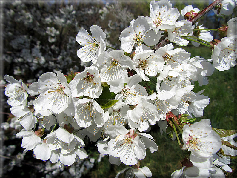 foto Ciliegi in fiore tra i Colli Asolani